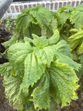 Shizo green