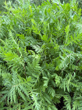 Tansy (Boerenwormkruid)