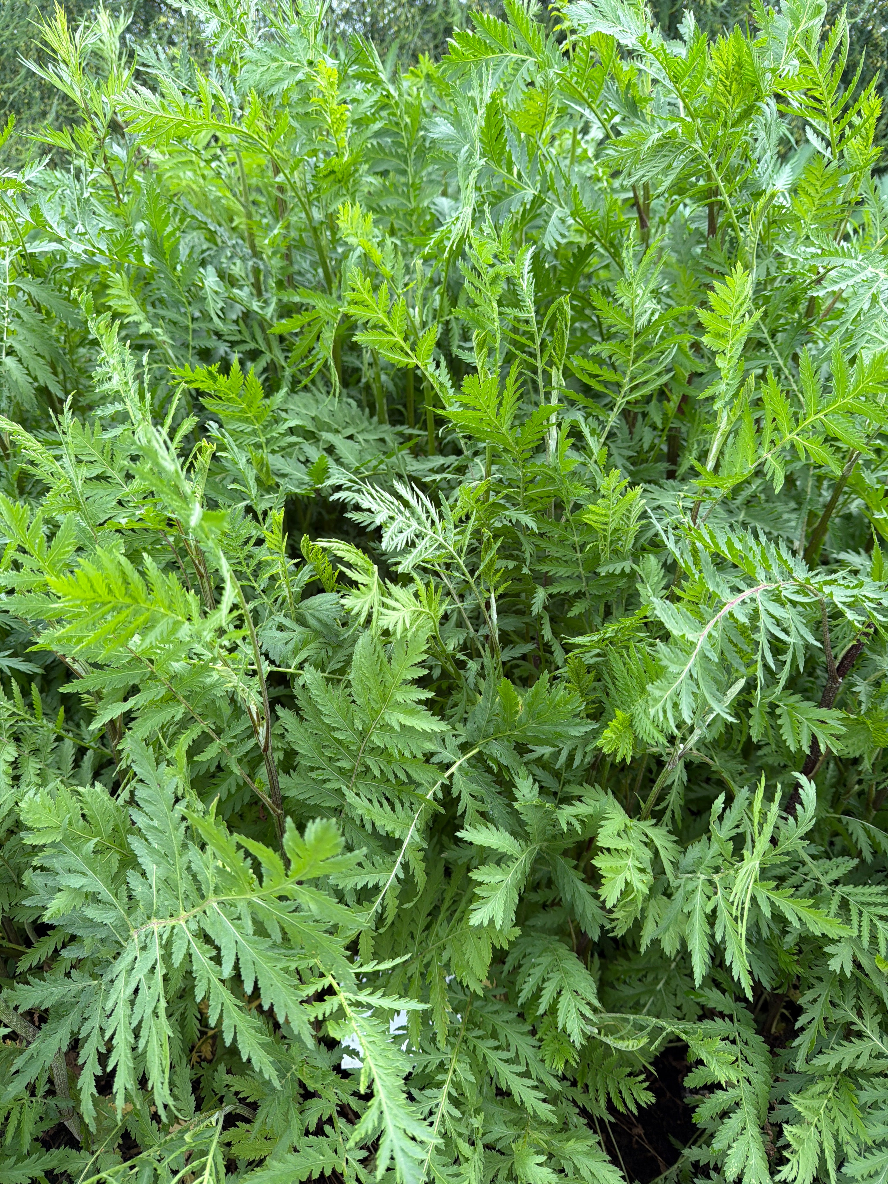Tansy (Boerenwormkruid)