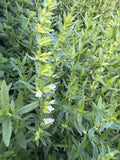 Hyssop White