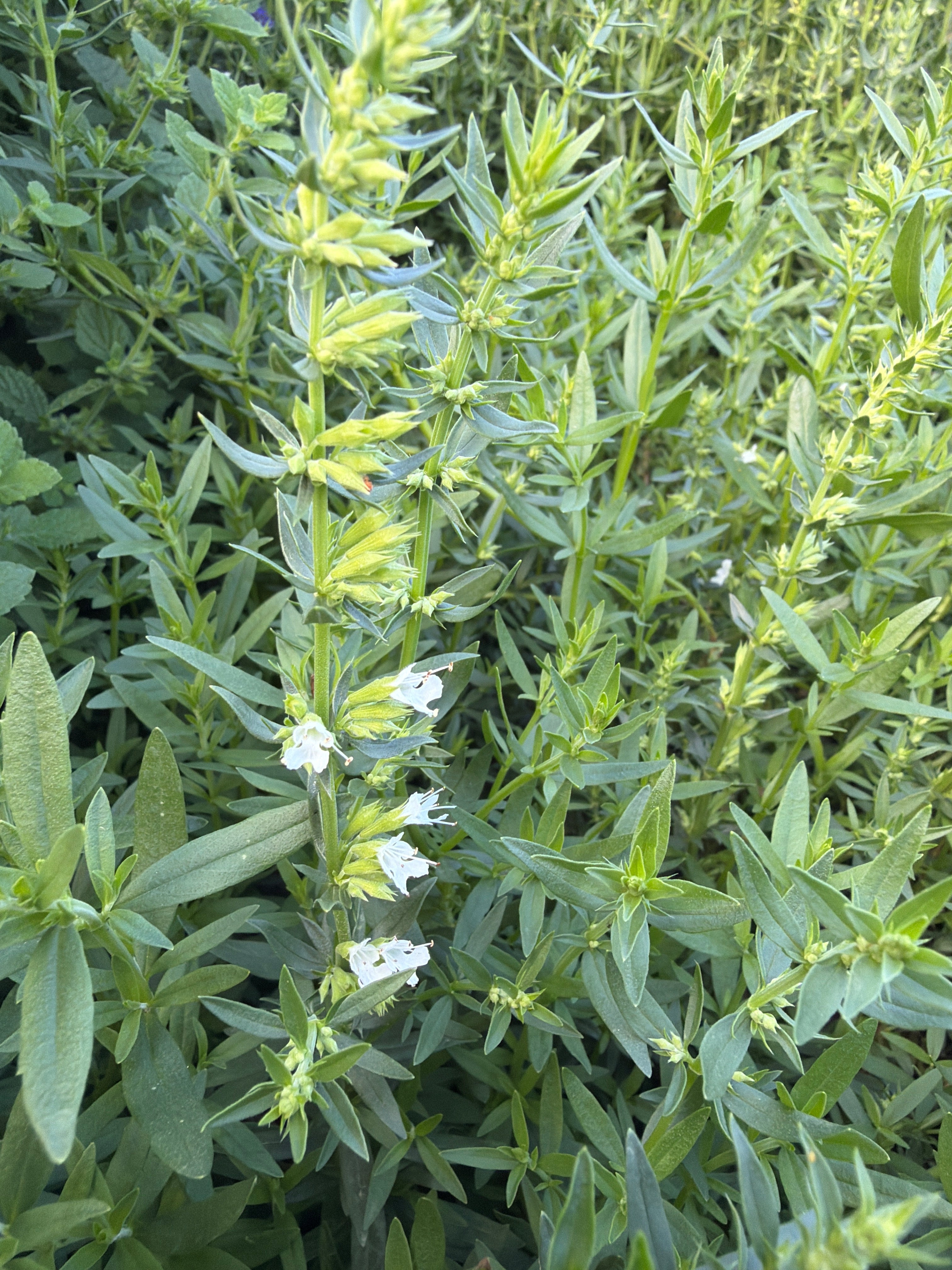 Hyssop White