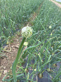 Onion flower buds (Ajuinbloemen(gesloten))