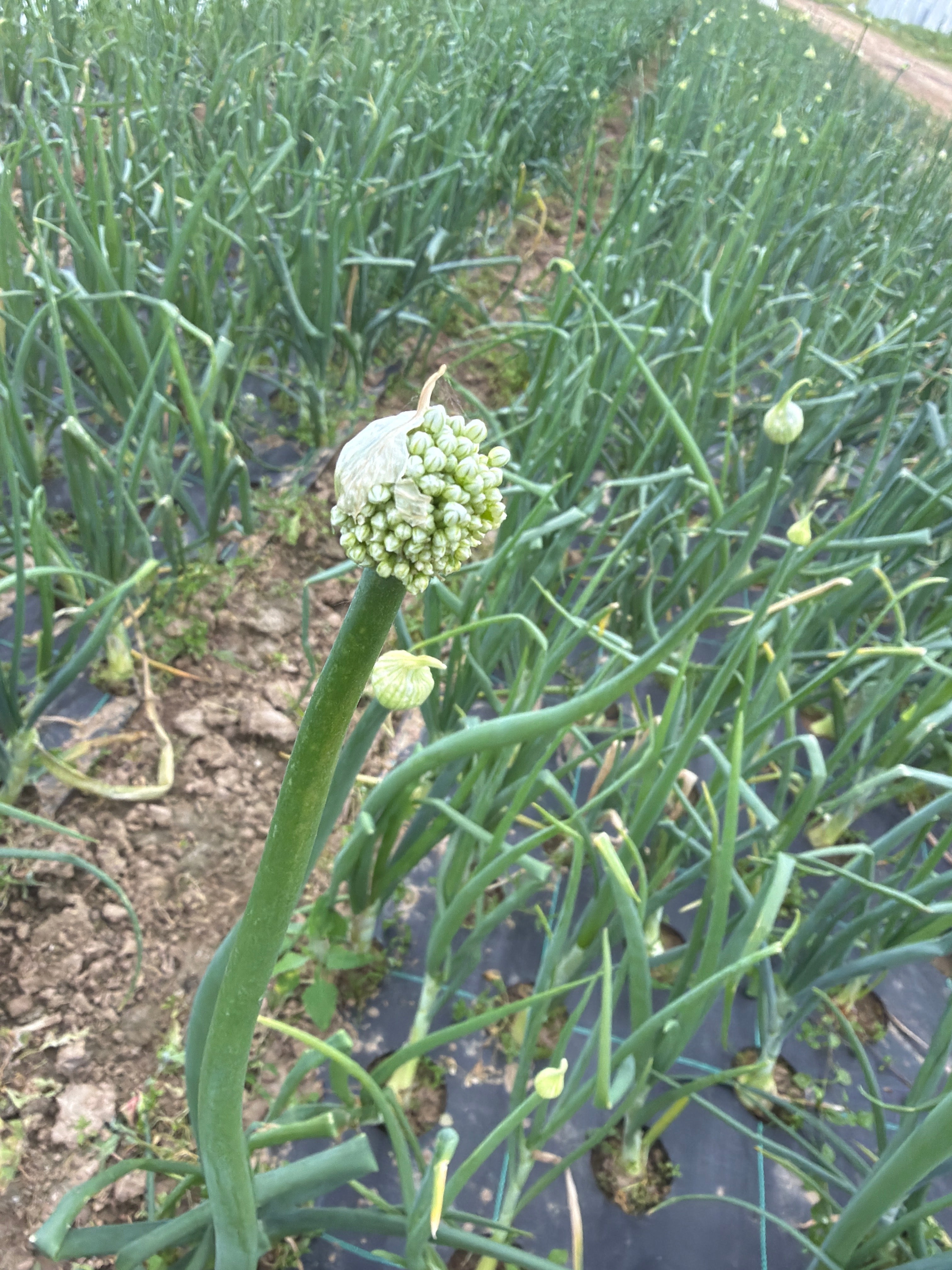 Onion flower buds (Ajuinbloemen(gesloten))
