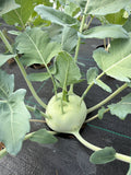 Green Kohlrabi (groene koolrabi)