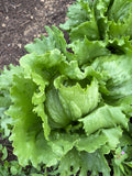Iceberg Lettuce
(IJsbergsla)