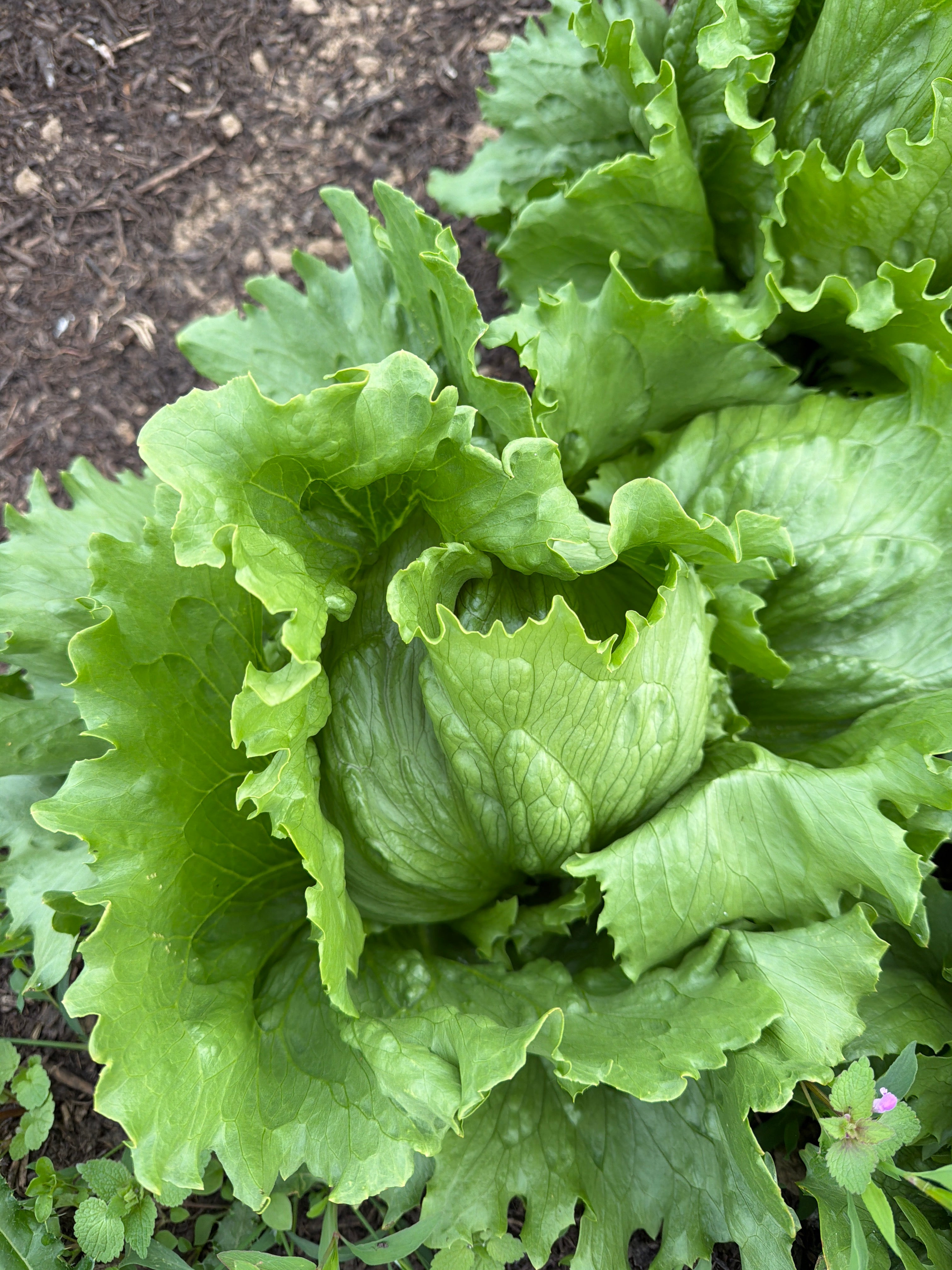 Iceberg Lettuce
(IJsbergsla)