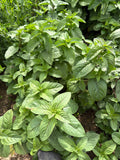 Water Mint (watermunt)