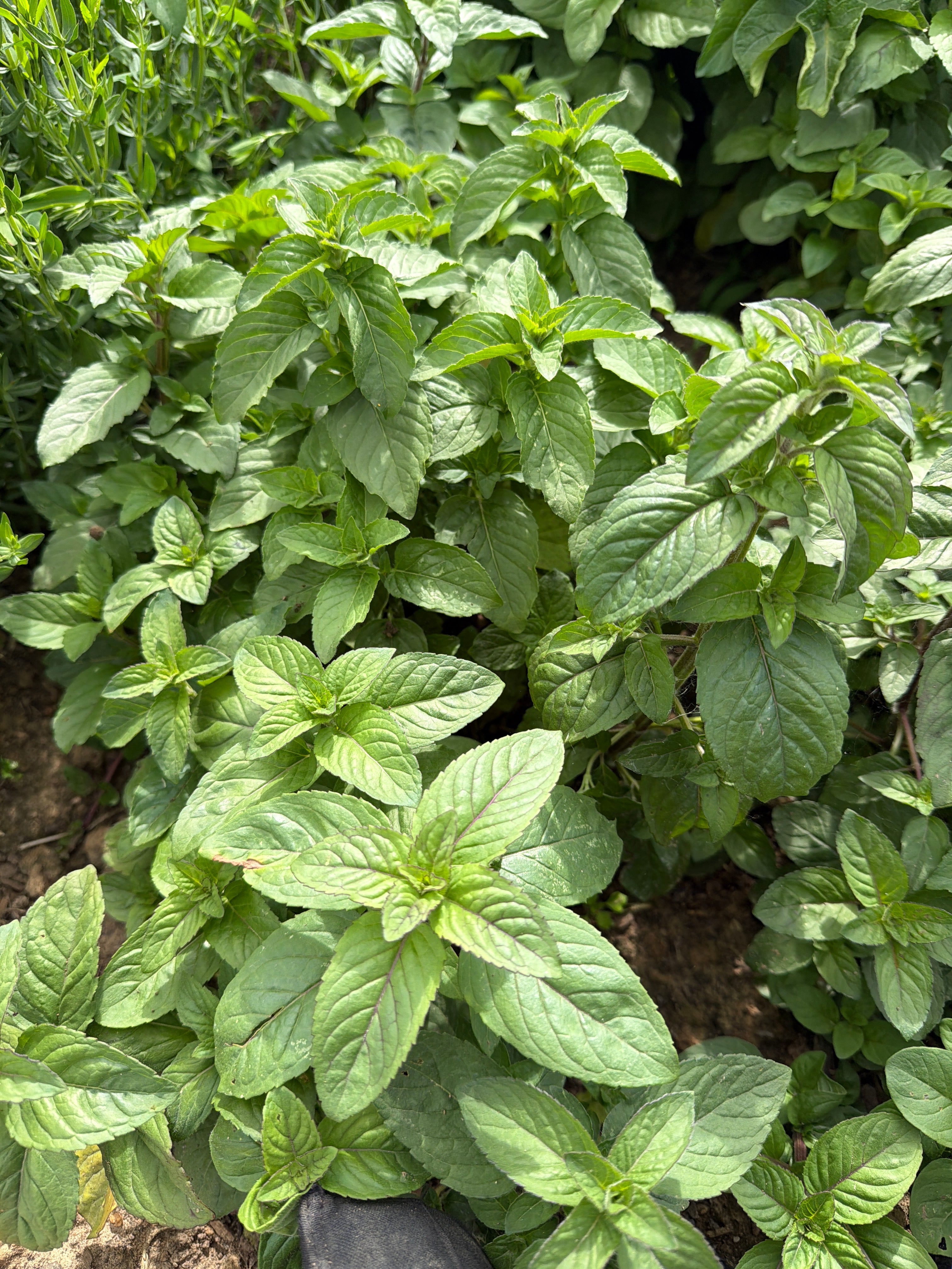 Water Mint (watermunt)