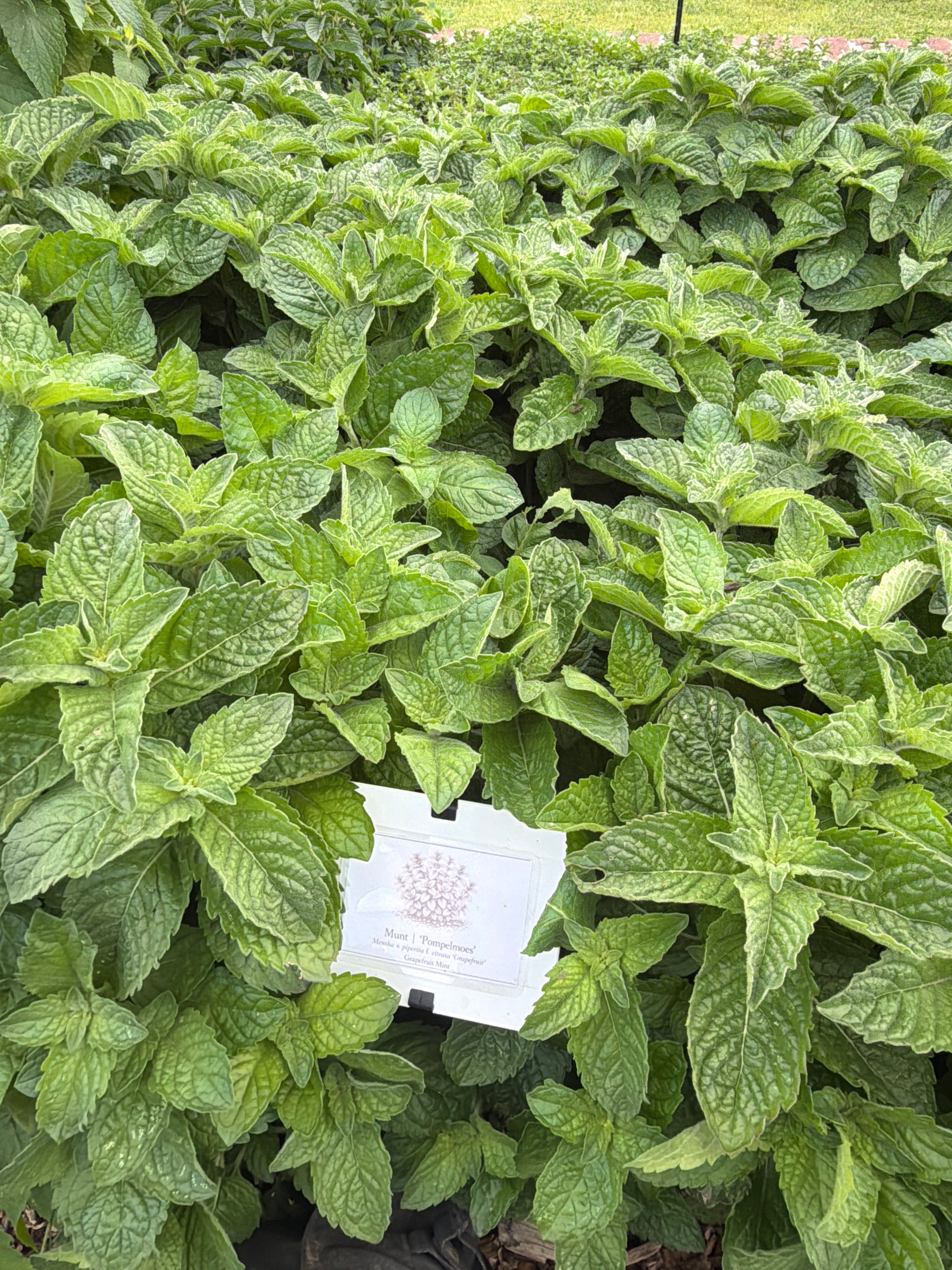 Mint Grapefruit ( munt pompelmoes)