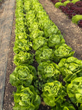 Butterhead Lettuce (Boter-Kropsla)