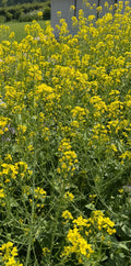 Yellow cabbage flowers (Koolbloemen Geel)