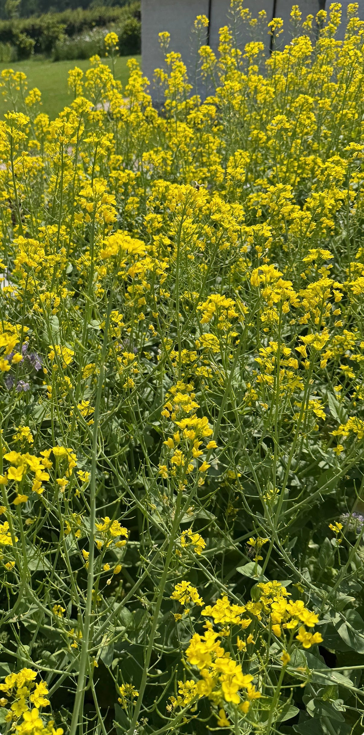 Yellow cabbage flowers (Koolbloemen Geel)