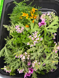 Geranium Leaves & Flowers (Geranium bloemen+blad)