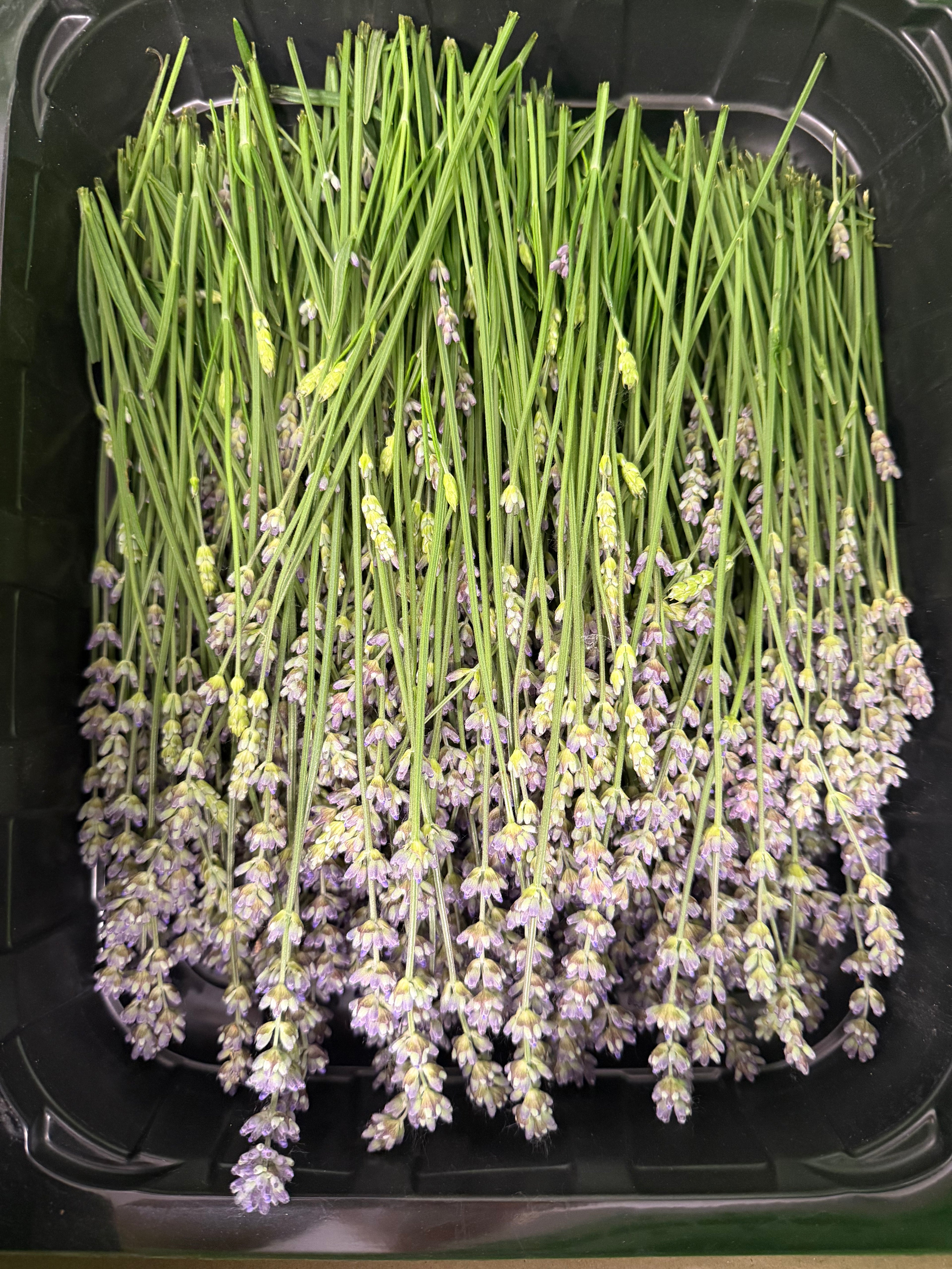 lavender (lavendel)