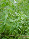 Lemon verbena 
(Citroenverbena)