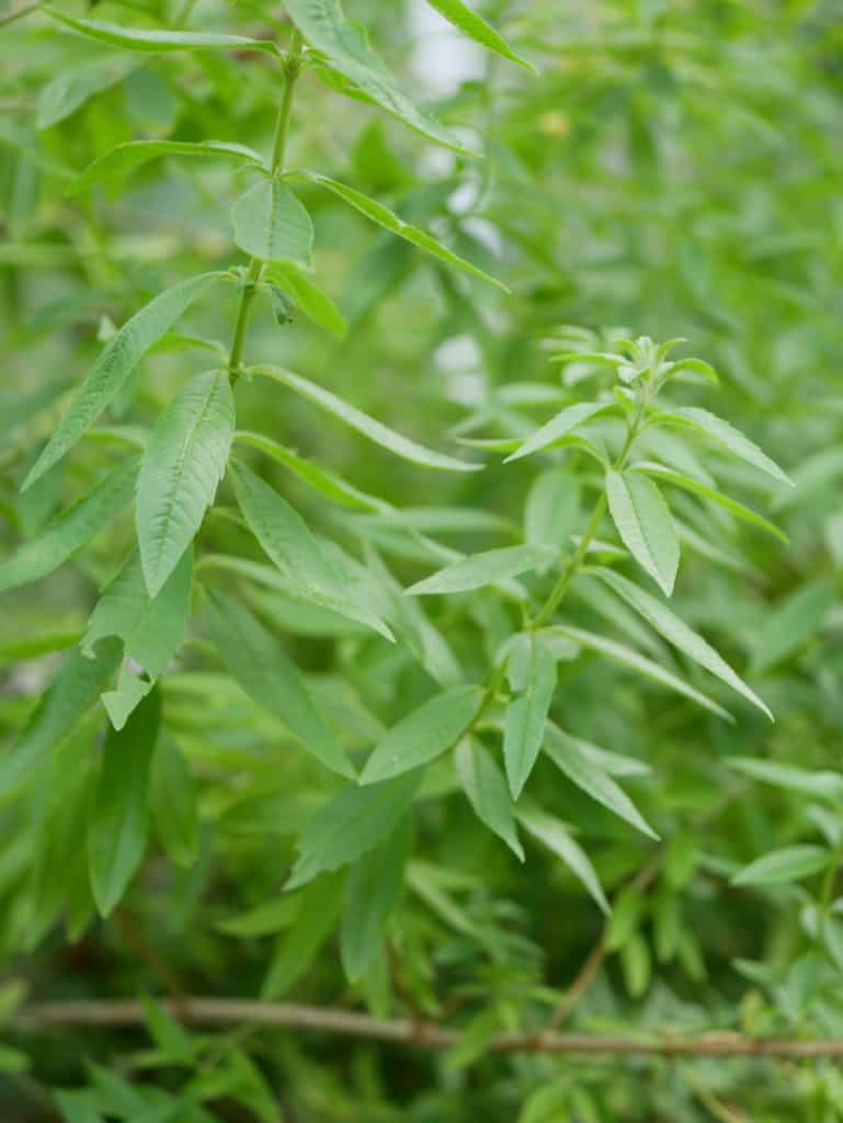 Lemon verbena 
(Citroenverbena)