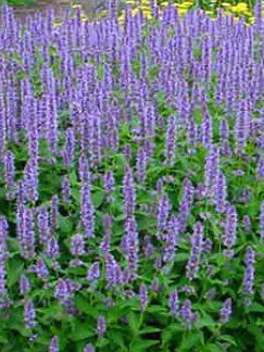 Anise hyssop. -Agastache foeniculum- (Dropplant)