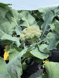 Broccoli