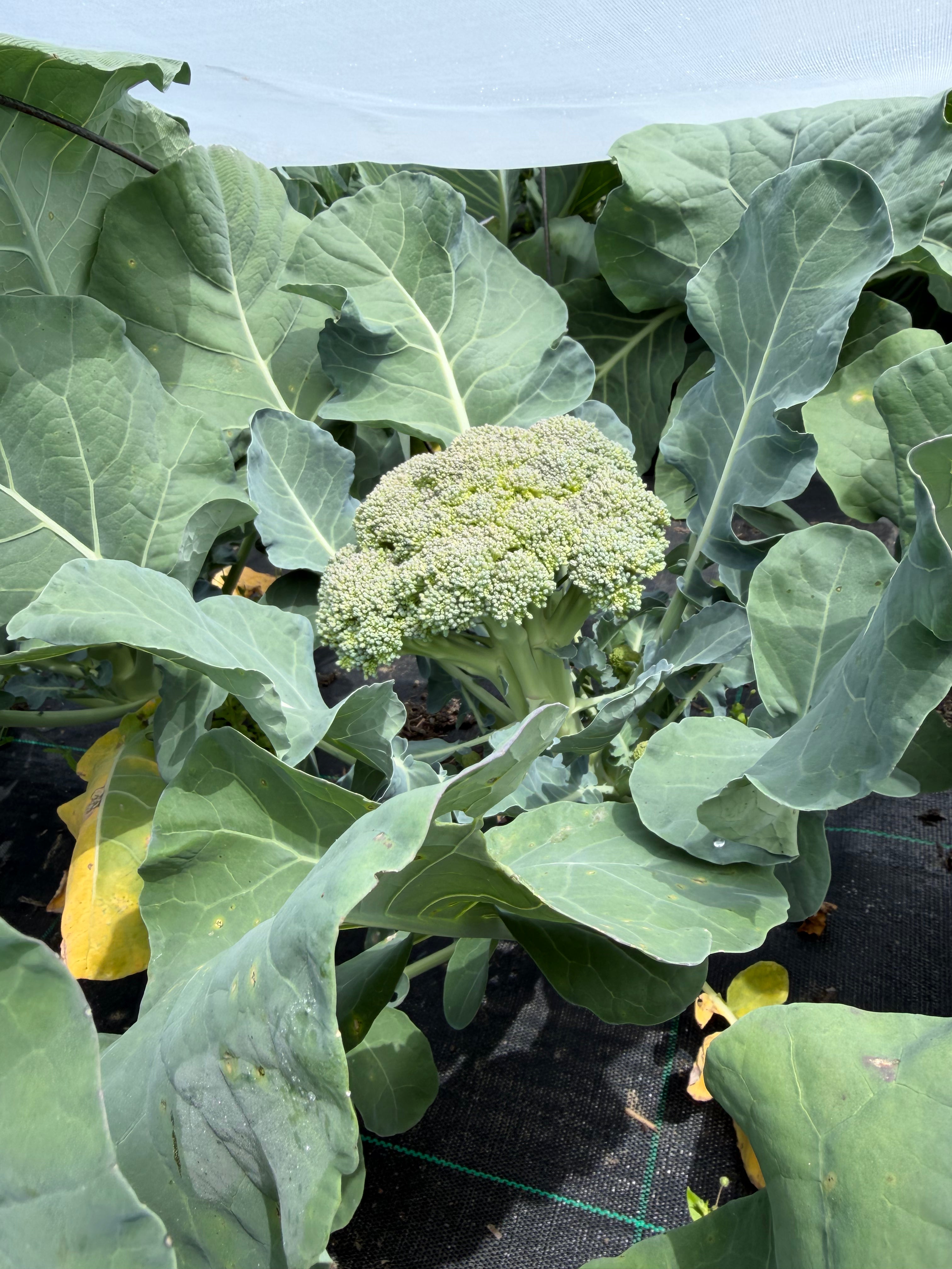 Broccoli
