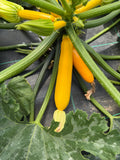 Yellow Zucchini (Courgette geel)
