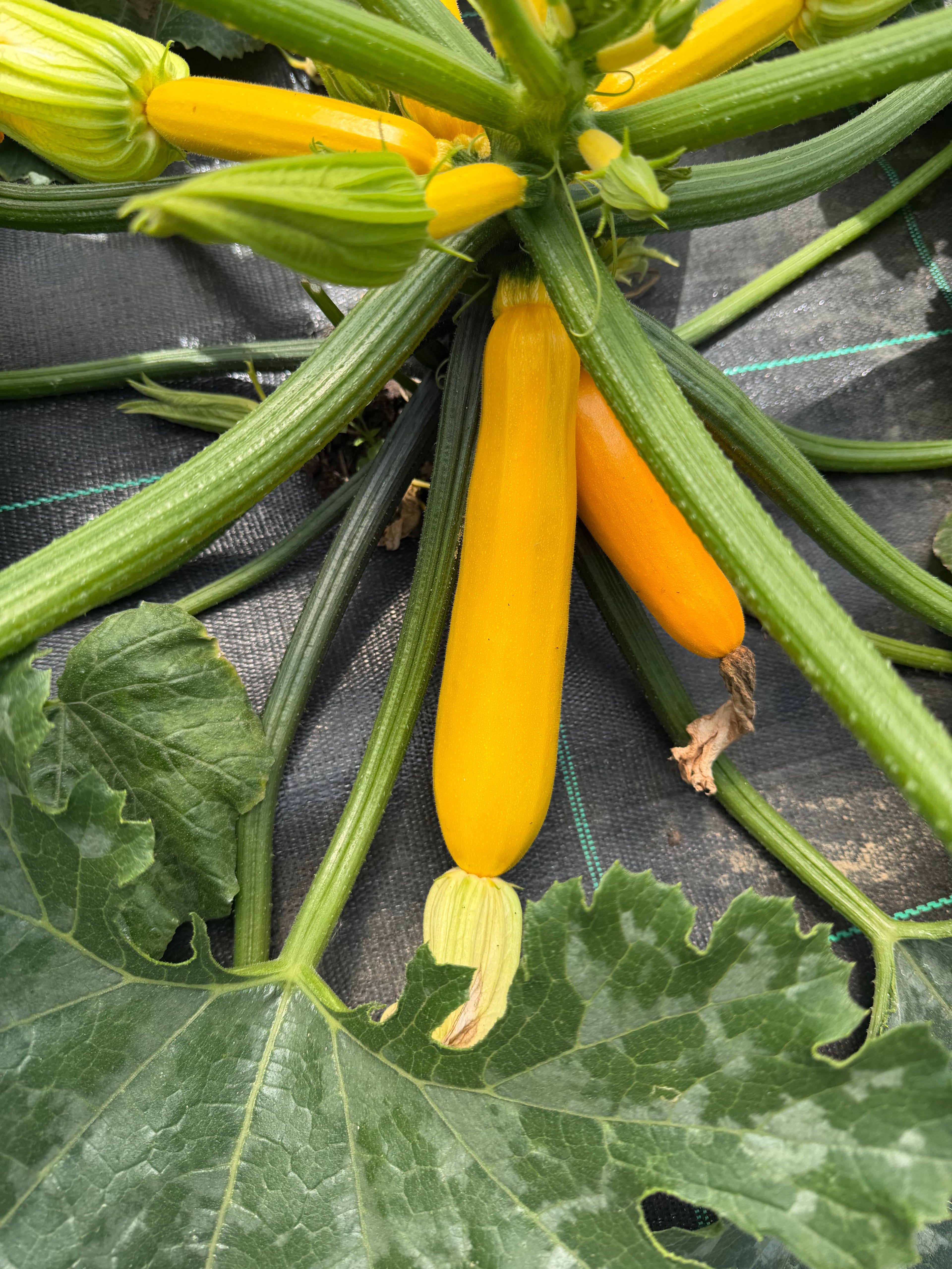 Baby Zucchini (Baby Courgette 7-10cm -10 stuks)