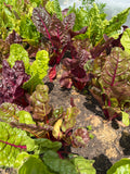 Swiss chard  (Snijbiet/warmoes)