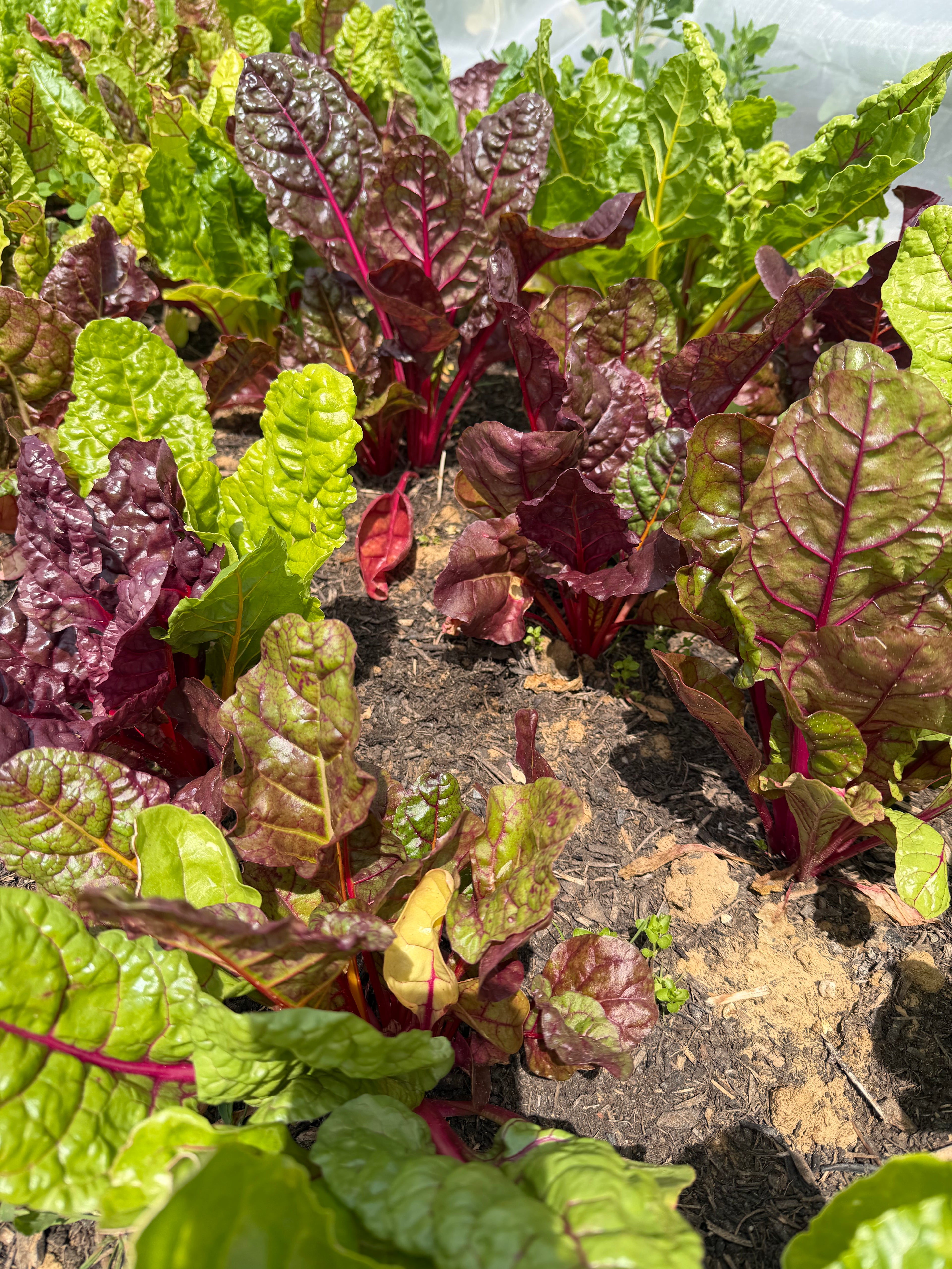 Swiss chard  (Snijbiet/warmoes)