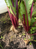 Beetroot red (Rode biet)