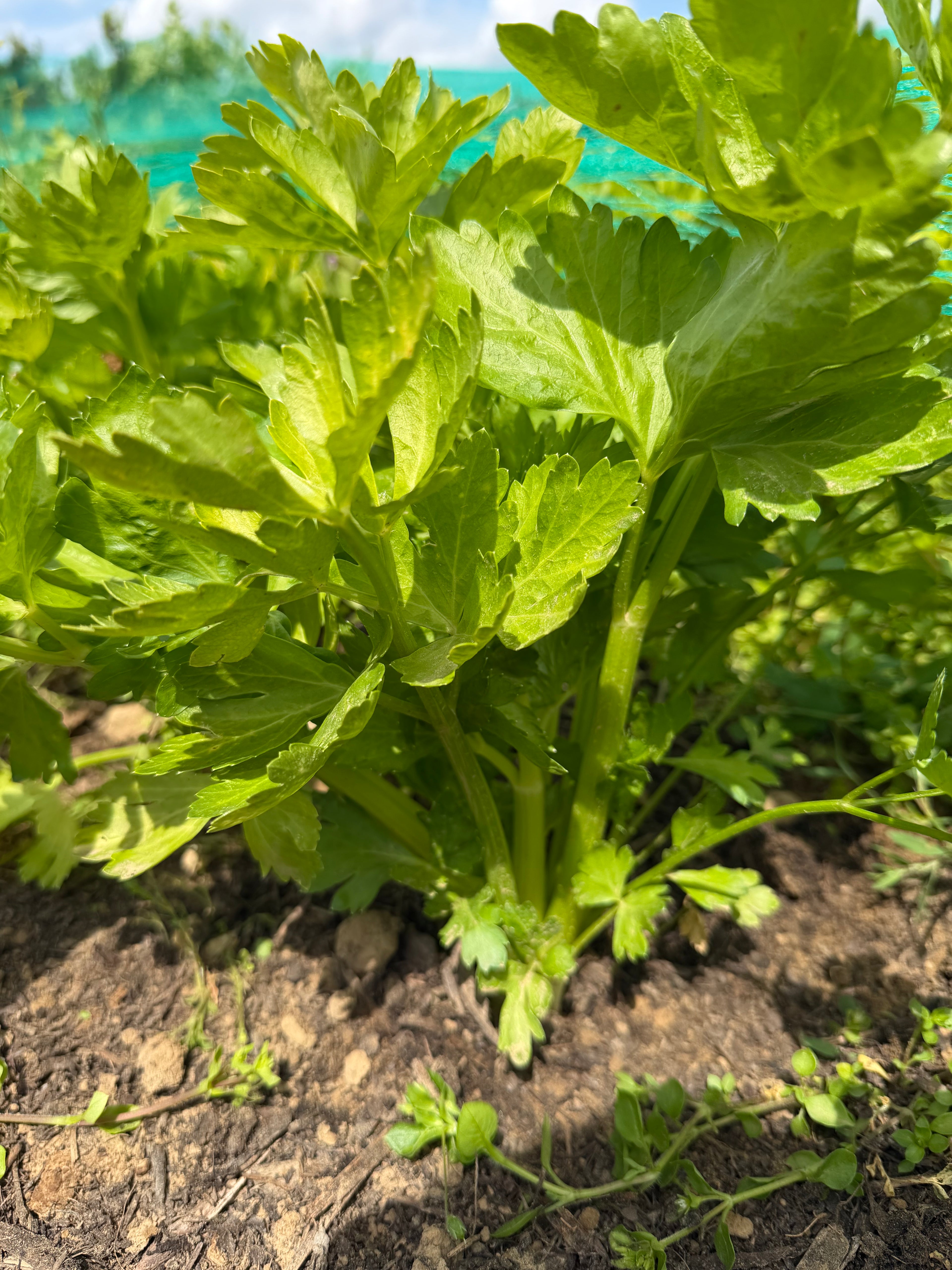Celery “white”