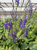 Sage flowers (veld Saliebloemen)