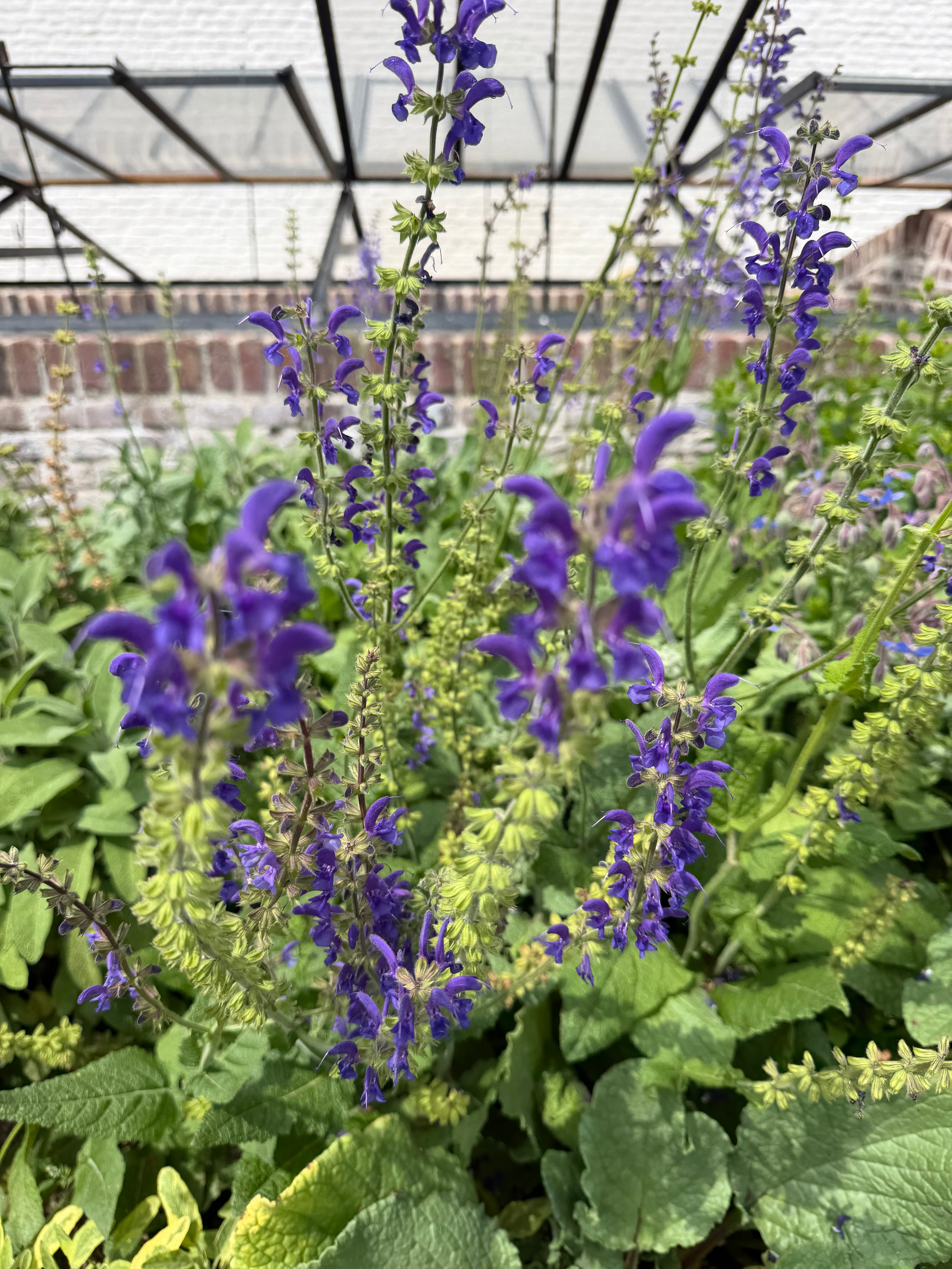 Sage flowers (veld Saliebloemen)