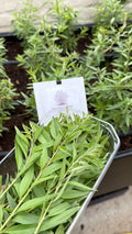 Mint Verbena (Munt verbena)