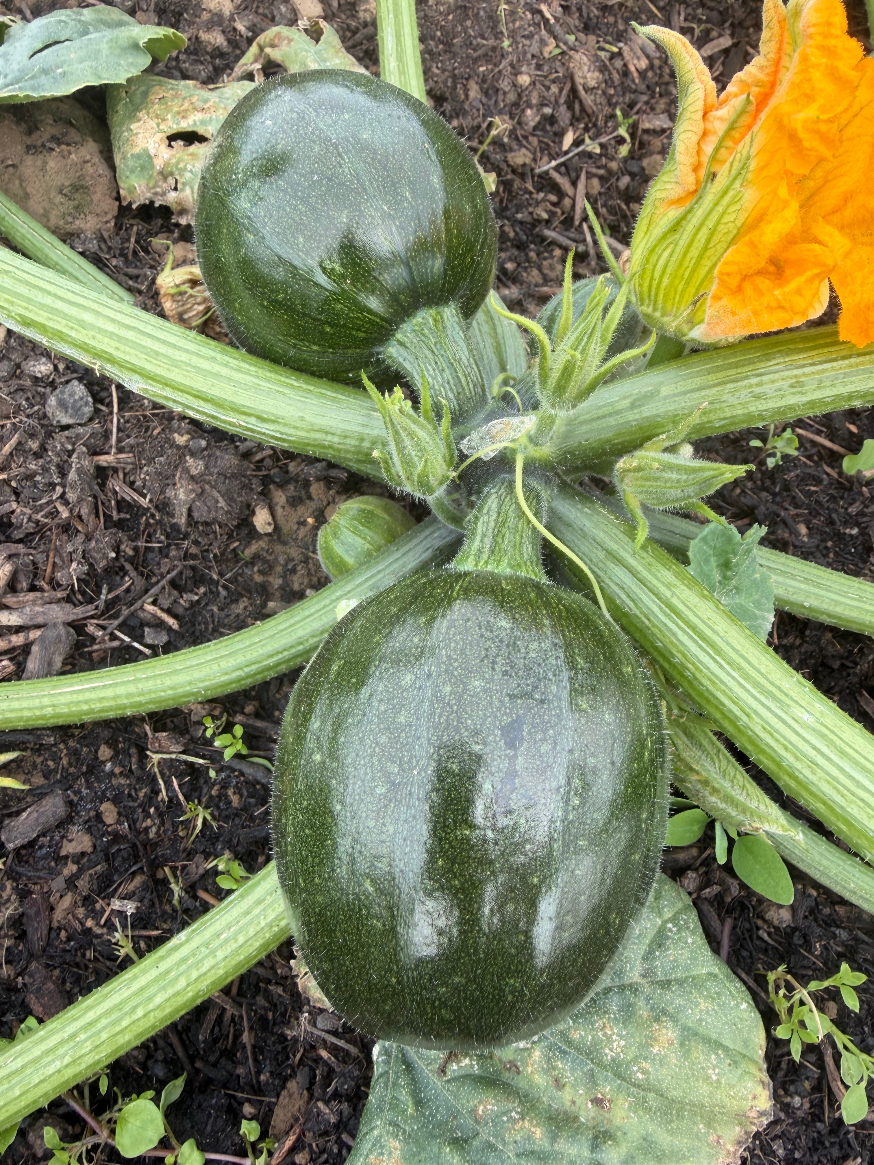 Green round zucchini ( groene bol courgette)