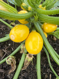 Yellow round zucchini ( gele bol courgette)