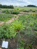 Crow Garlic (Kraailook)