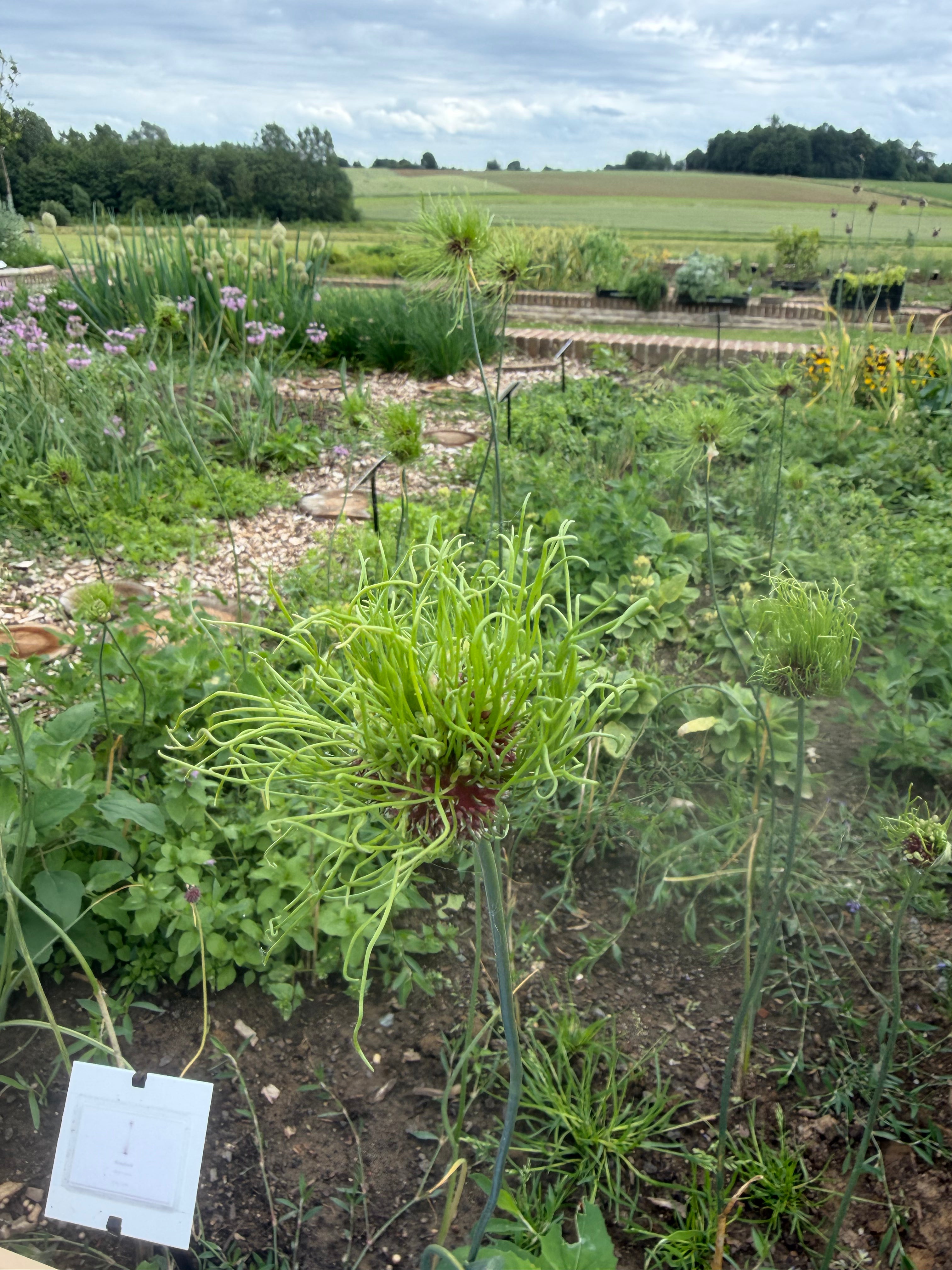 Crow Garlic (Kraailook)