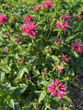 Bergamot