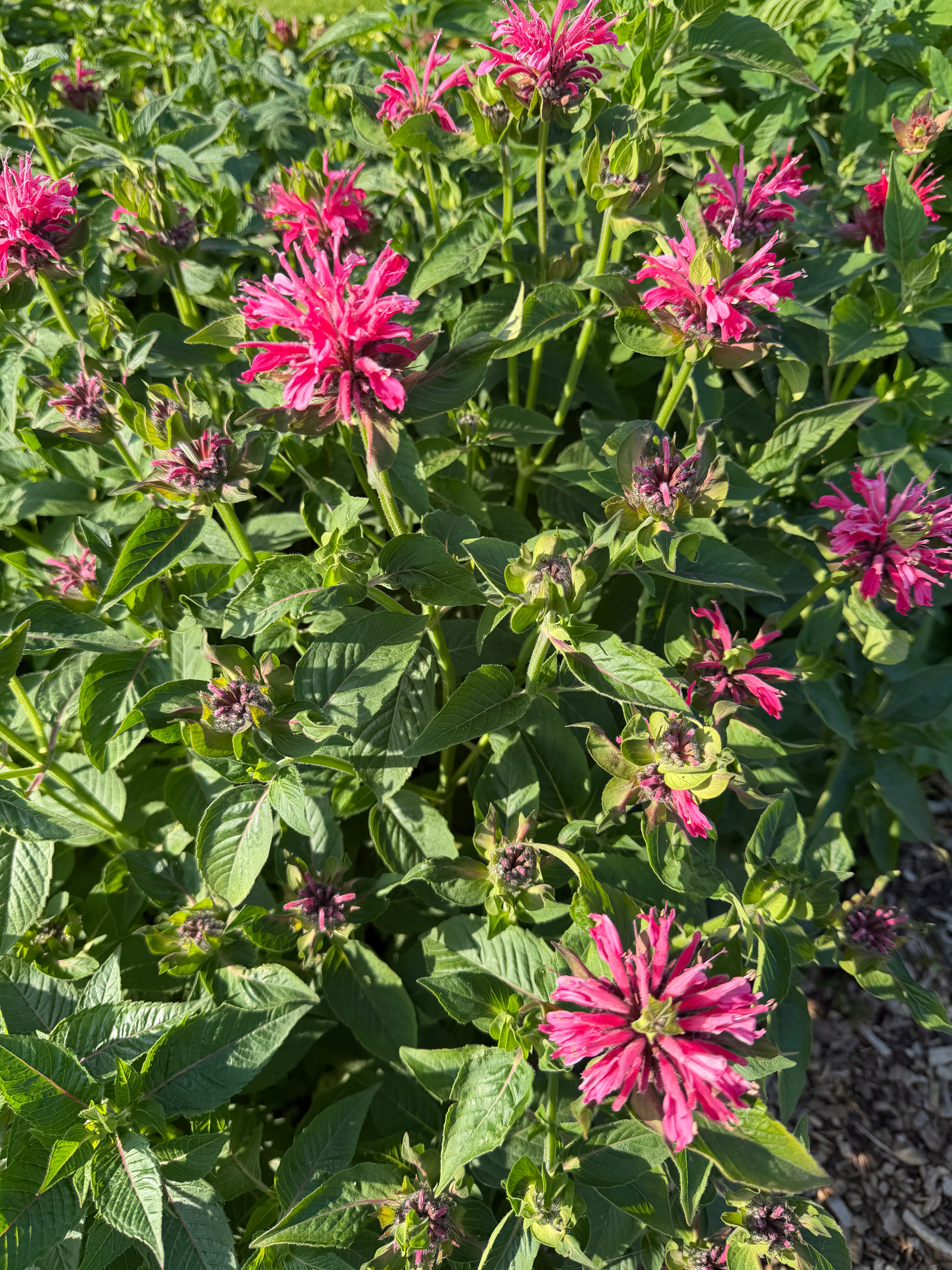 Bergamot