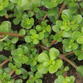 Summer Purslane (Zomer postelein)