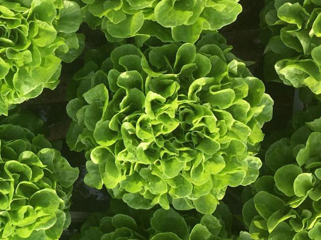 Green oak leaf lettuce Eikenbladsla groen
