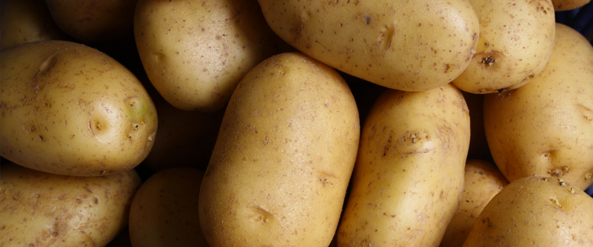 Aardappel