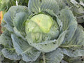 white cabbage (witte kool)