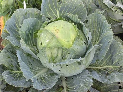 white cabbage (witte kool)