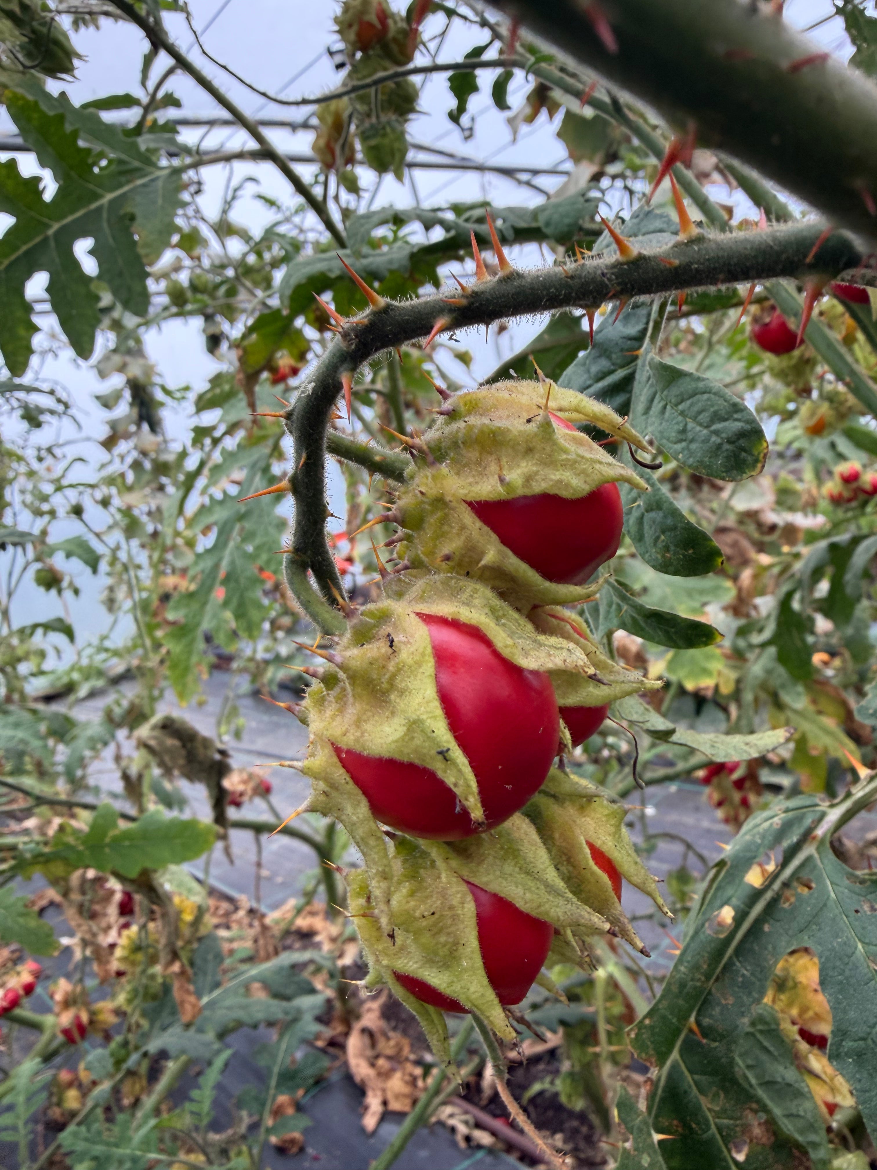 Litchi-tomaat