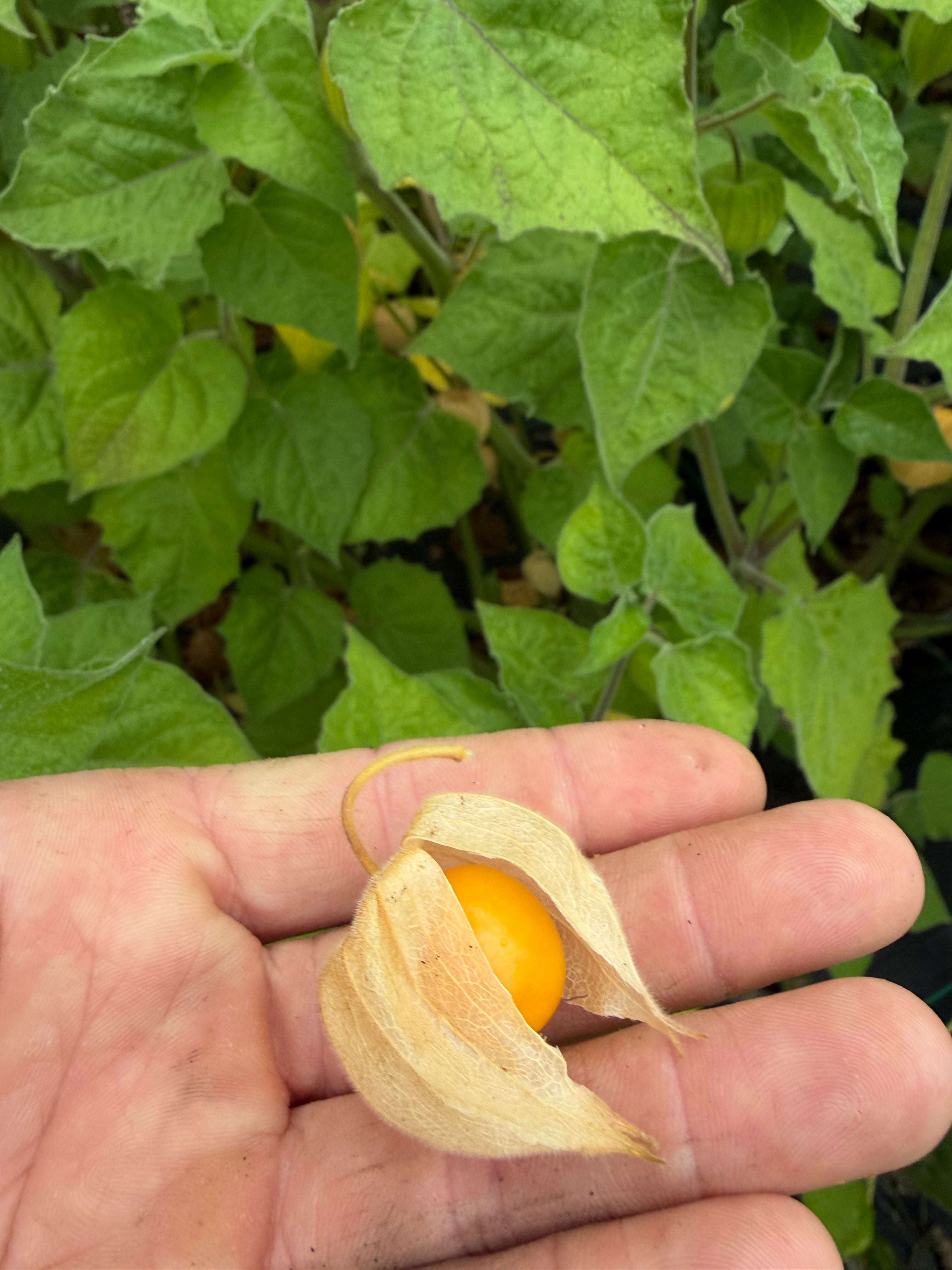 Physalis (ananaskers)