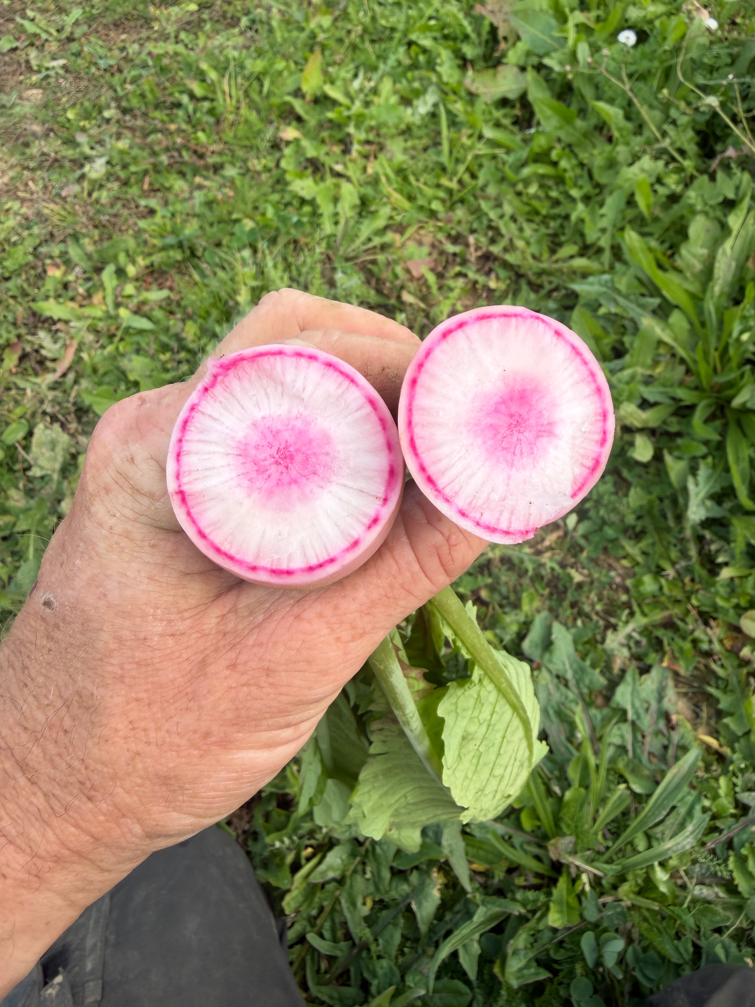 Chinese radijs (chinois radish)
