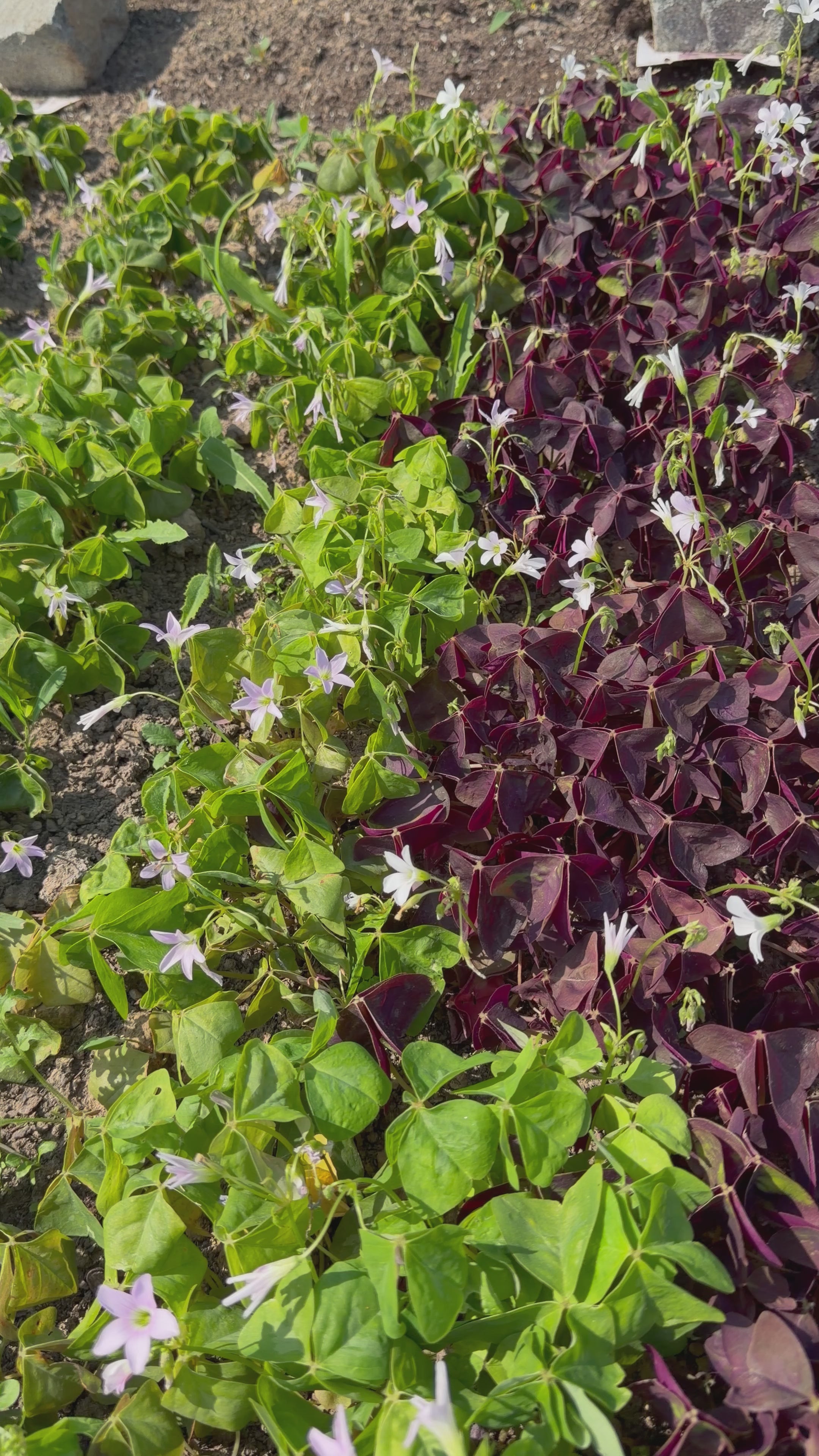 Lemon Clover green  (Klaverzuring groen)